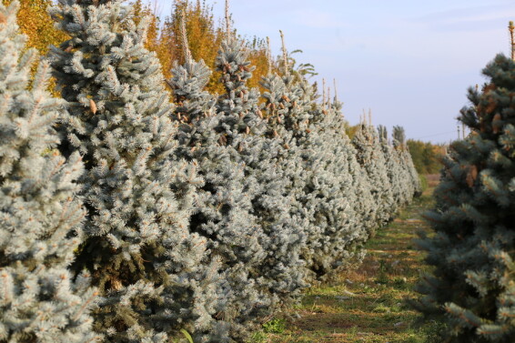 Ель колючая 'Hoopsii', WRB - 350-400 - - 3