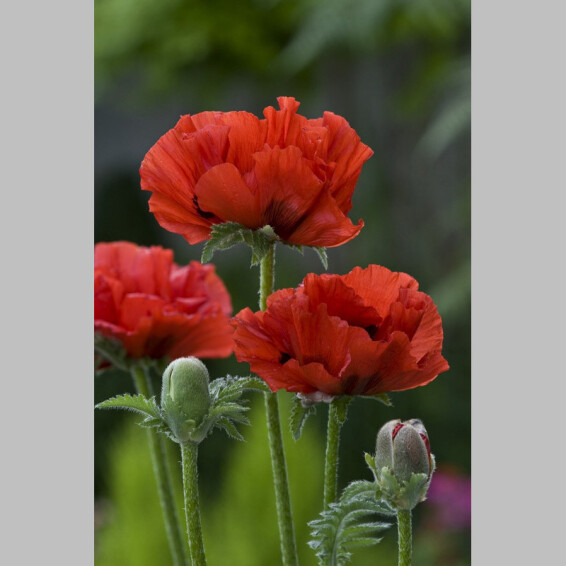 Мак східний 'King Kong' - 1