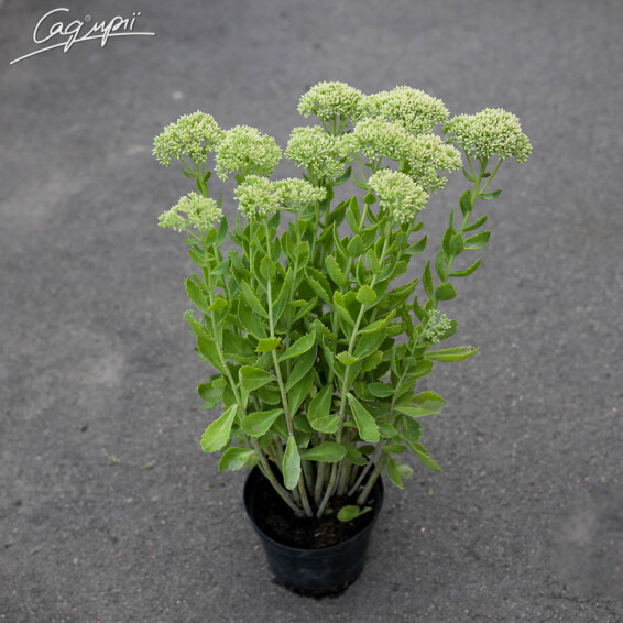 Очиток гібридний 'Herbstfreude' - 10