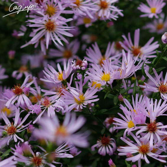 Айстра кущова 'Anneke' - 1