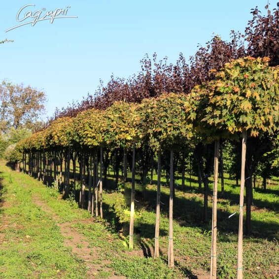 Клен платановидный 'Globosum' #4, WRB 10--12 250-300 St. 200-225 - 7