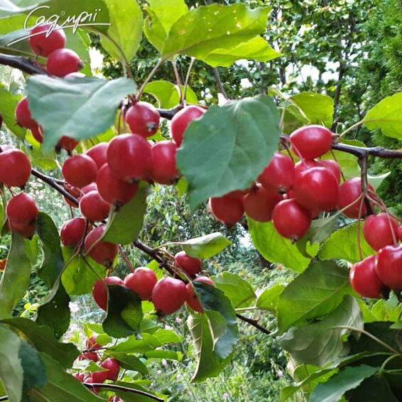 Яблоня 'Rudolph' #3, WRB 20--25 450-500 St. 160-180 - 6