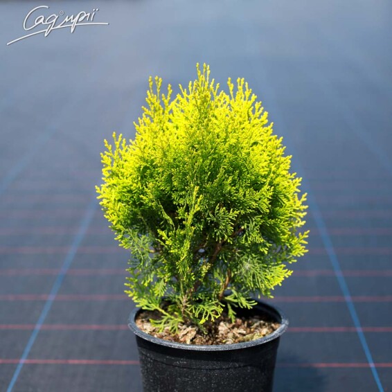 Туя західна 'Aurea Nana' - 4