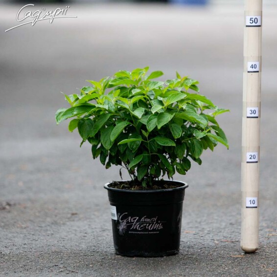 Дерен паростковий 'Kelsey's Dwarf' - 2