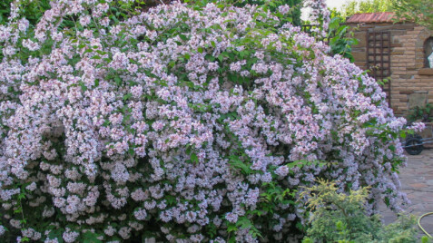 Кольквиция прелестная