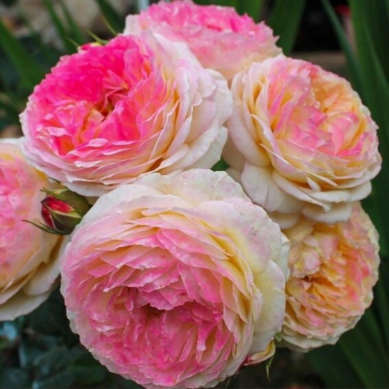 Роза 'Janon' - 8