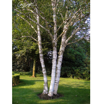 Береза гімалайська 'Doorenbos', мультиштамб