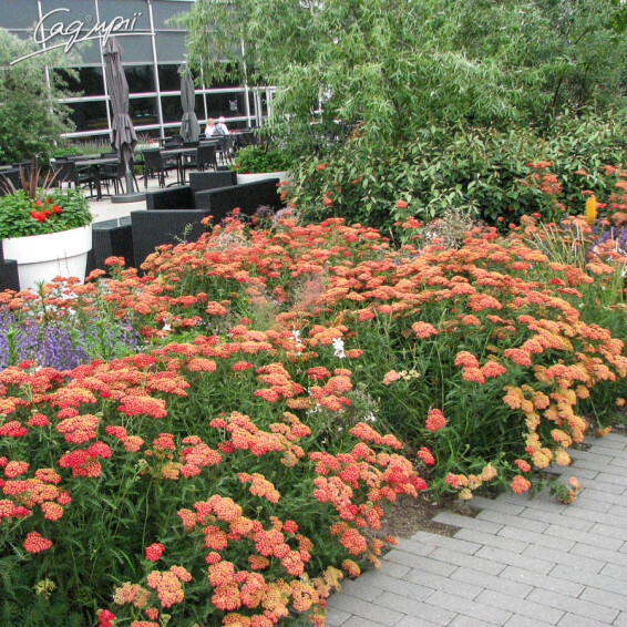 Деревій звичайний 'Walter Funcke' - 3 Деревій звичайний 'Walter Funcke' - 3