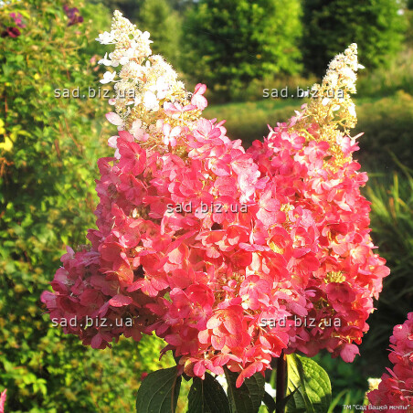 Гортензія - окраса Вашого саду