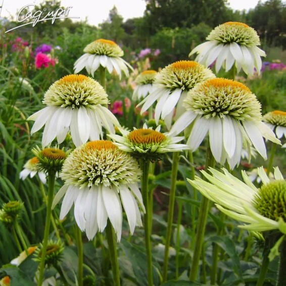 Ехінацея пурпурна 'White Double Delight'® #1, C2 - - 2