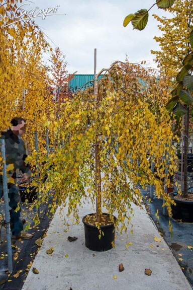 Береза плакуча 'Youngii', WRB 20--25 - St. 200-225 - 15