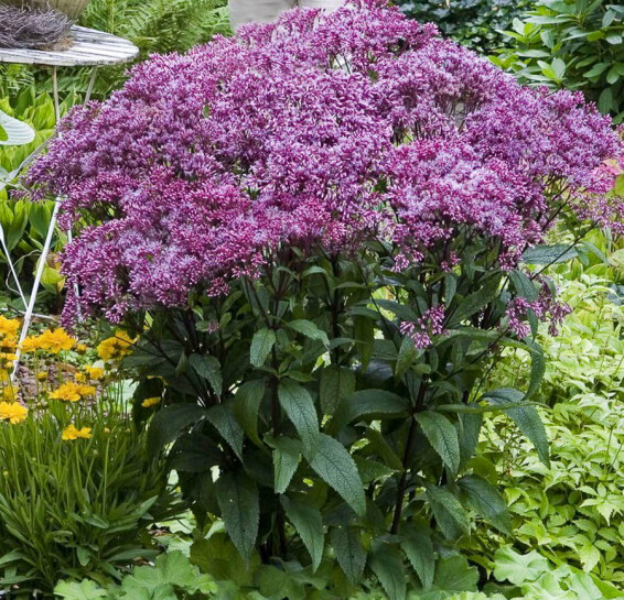 Сідач плямистий 'Baby Joe' - 5