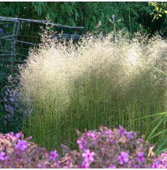 Щучник дернистий