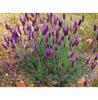 Лаванда вузьколиста 'Platinum Nico'