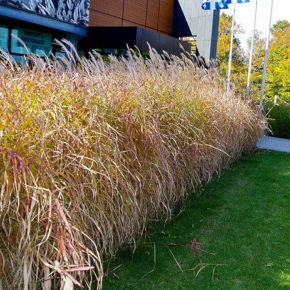 Міскантус китайський 'Purpurascens' - 4