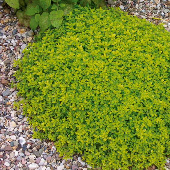 Чебрець 'Aurea' - 2