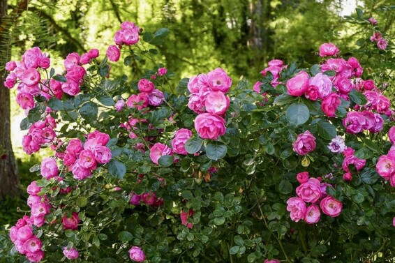 Роза бордюрная 'Angela' #1, C7 - - 3