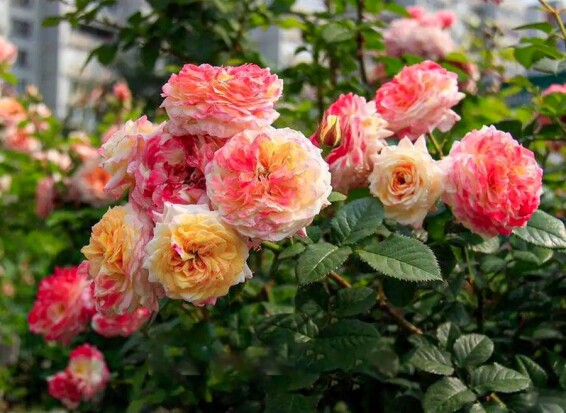 Роза 'Janon' - 4