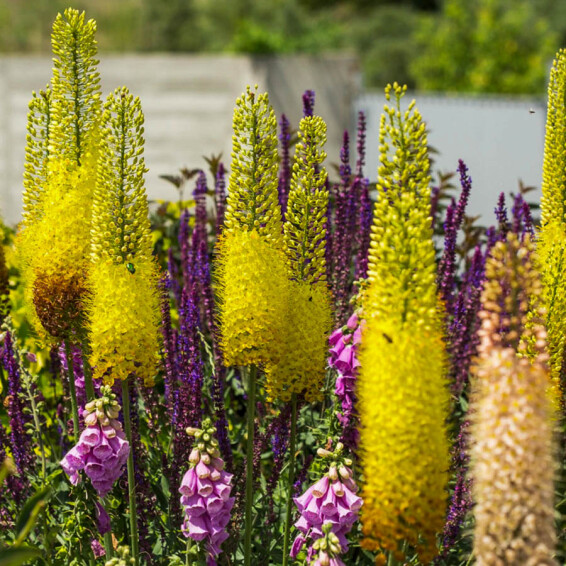 Эремурус 'Moneymaker' #1, ГК - - 3