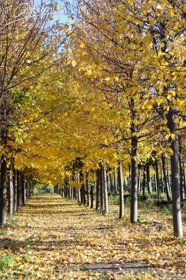 Липа сердцелистная 'Greenspire' #5, WRB 35--40 600-700 St. 180 - 8