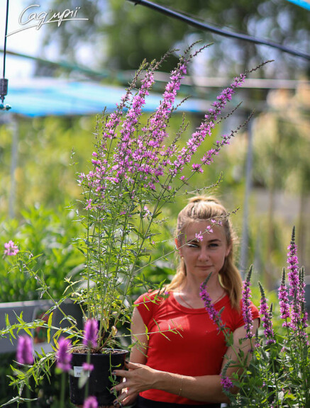 Дербенник прутовидный 'Dropmore Purple' - 4 Дербенник прутовидный 'Dropmore Purple' - 4