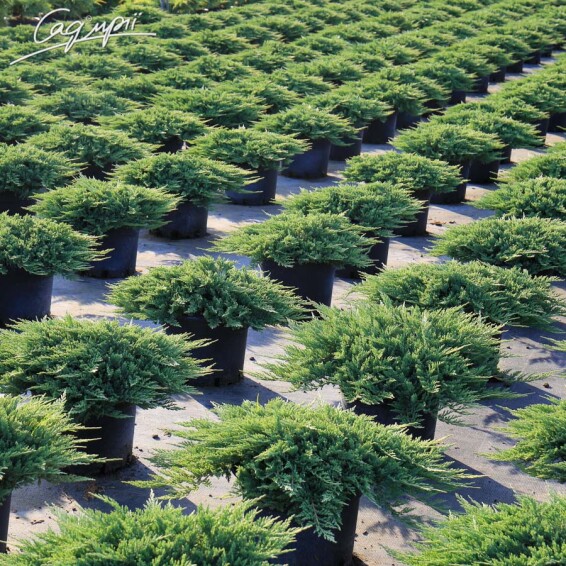 Можжевельник горизонтальный 'Prince of Wales' - 6