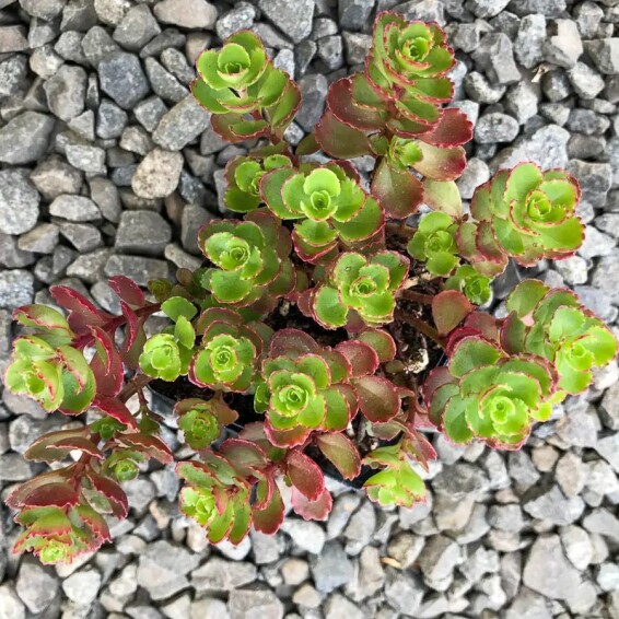 Очиток ложный - 1