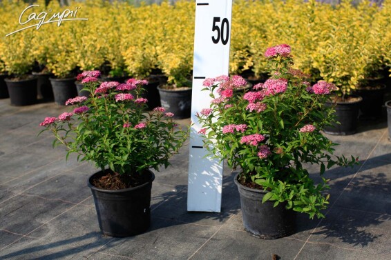 Спірея японська 'Anthony Waterer' #2, С14 - - 2