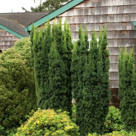 Тис середній 'Hicksii' - 1 Тис середній 'Hicksii' - 1