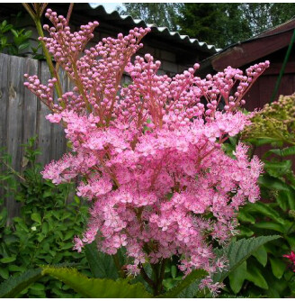 Гадючник червоний 'Venusta Magnifica'