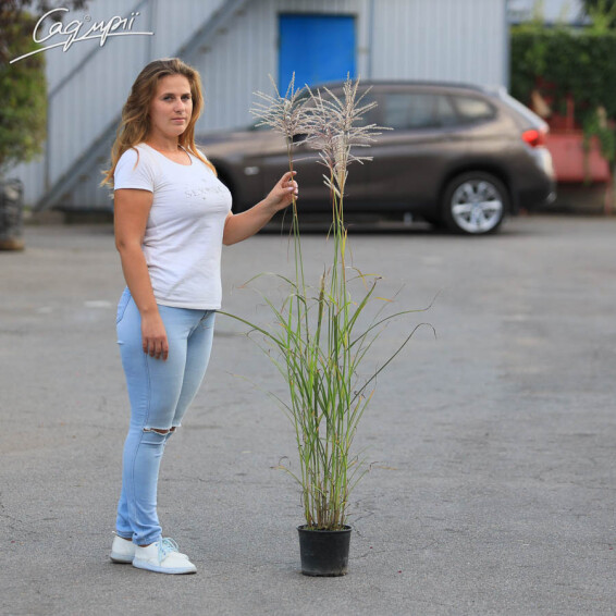 Міскантус китайський 'George' - 5
