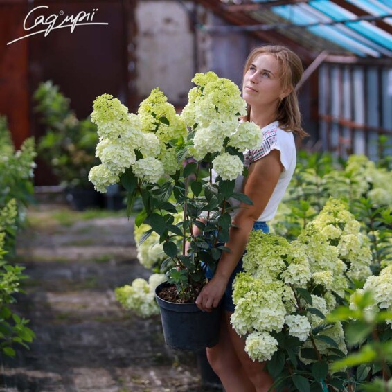 Гортензія волотиста 'Sundae Fraise' ® #3, С14 100-125 - 2