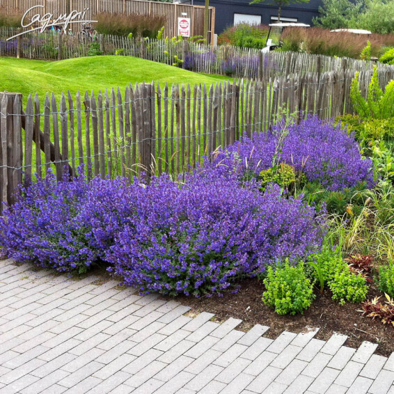 Котовник Фассена 'Walker's Low' #2, C2 - - 3