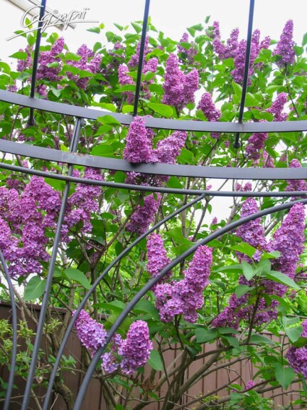 Бузок звичайний 'Charles Joly' - 4