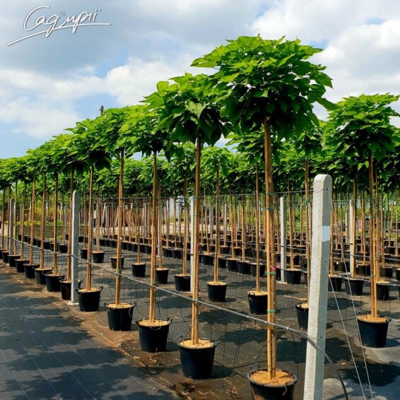 Катальпа бигнониевидная 'Nana' #1, C60 16--18 до 150 St. 1/2 - 12