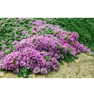 Чебрець ранній 'Pigmeus'