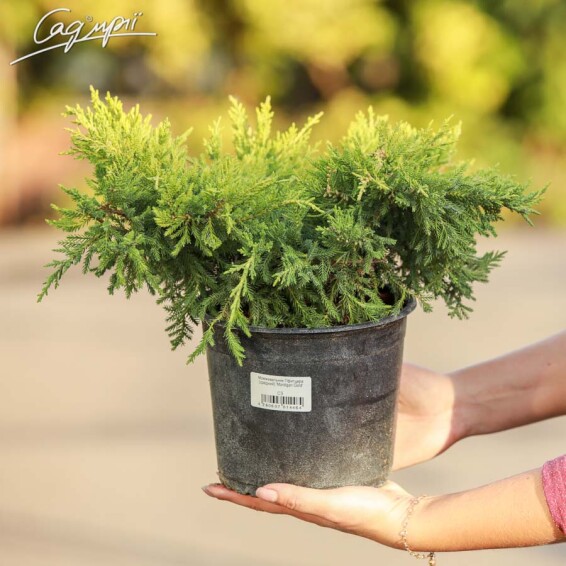 Можжевельник средний 'Mordigan Gold' - 6