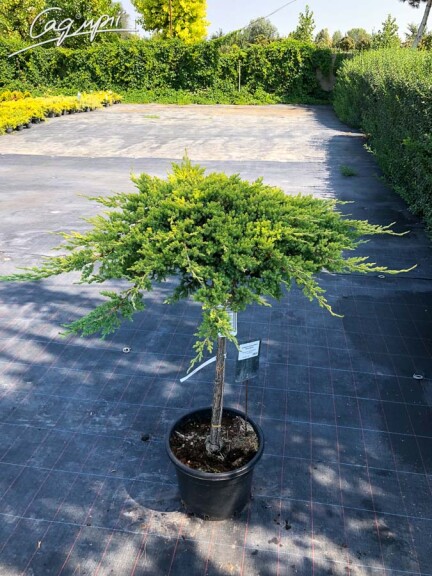 Ялівець горизонтальний 'Kishiogima' - 2