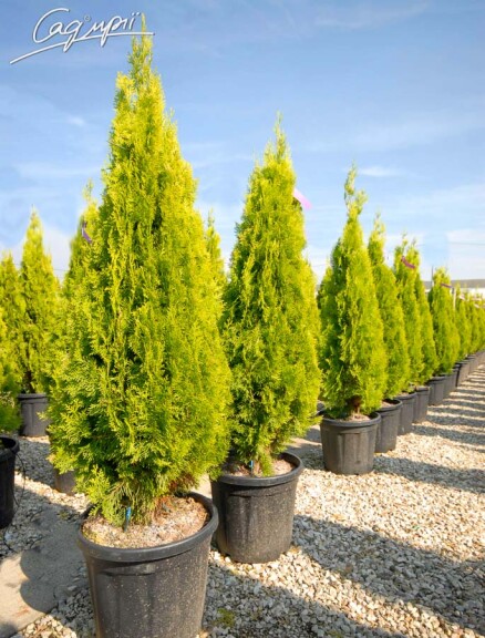 Туя восточная 'Pyramidalis Aurea' - 1