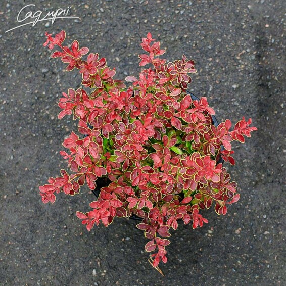 Барбарис Тунберга 'Golden Ring' - 1 Барбарис Тунберга 'Golden Ring' - 1