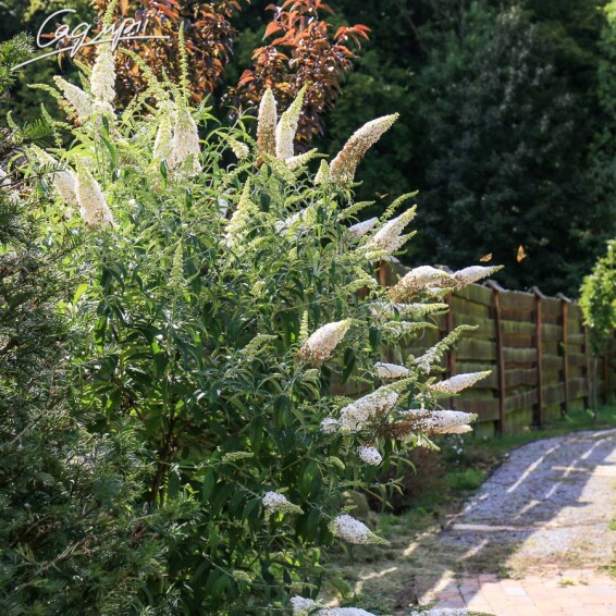 Буддлея Давида 'White Profusion' - 8