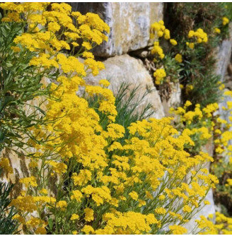 Алиссум горный 'Gold Rush'