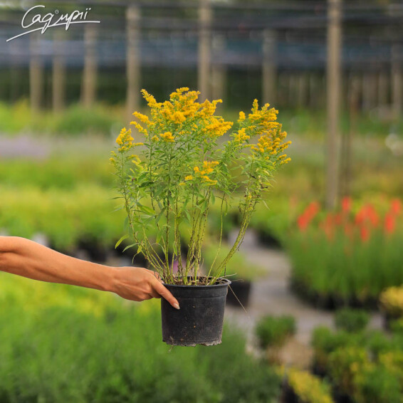 Золотушник звичайний 'Goldzwerg' - 5