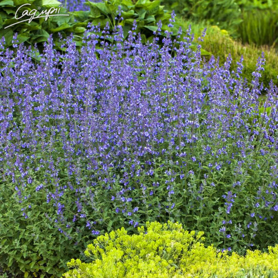 Котовник Фассена 'Senior' #3, C2 - - 4