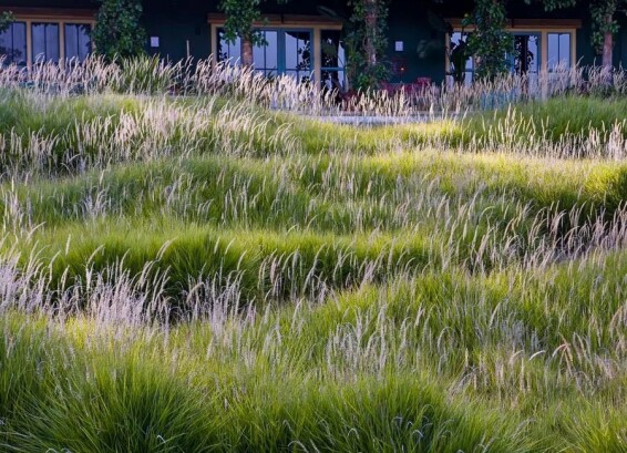 Перистощетинник восточный 'Fairy Tails' - 9