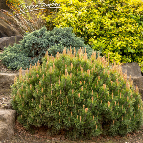 Сосна гірська mughus, WRB - діам 60-70 - - 3 Сосна гірська mughus, WRB - діам 60-70 - - 3