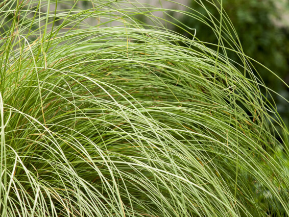 Осока волосоподібна 'Frosted Curls' #1, С2 - - 3