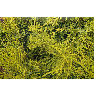 Ялівець віргінський 'Golden Spring'