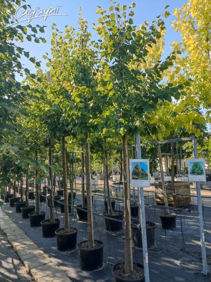 Липа сердцелистная 'Erecta' #1, C60 16--18 300-350 St. 180-200 - 3 Липа сердцелистная 'Erecta' #1, C60 16--18 300-350 St. 180-200 - 3