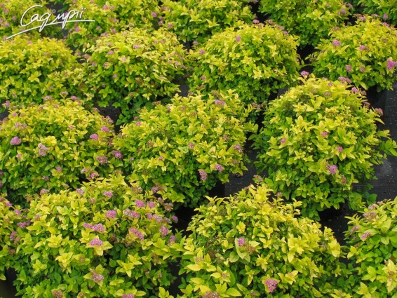 Спирея японская 'Golden Princess' #4, С2 - - 3